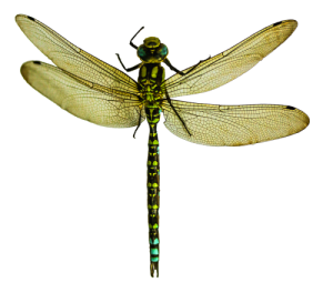 Dragonfly PNG-26271